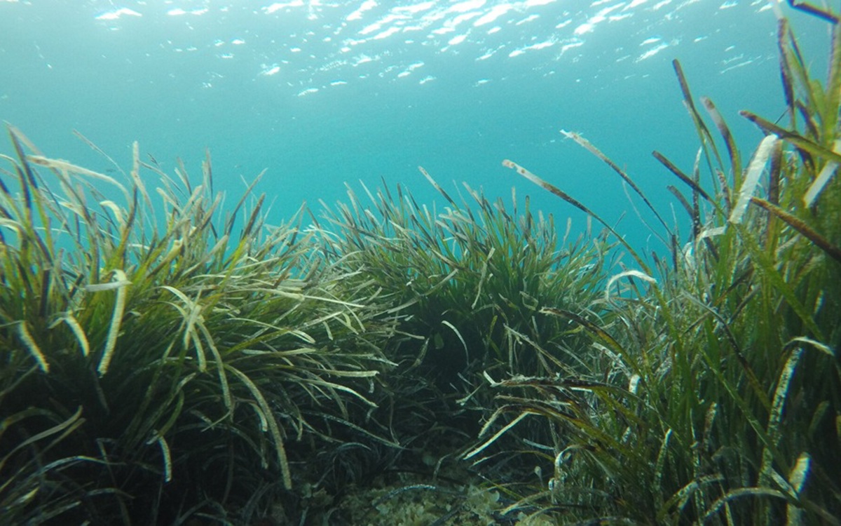 Clumps of green seagrass growing at a shallow depth with bright turquoise seawater above.
