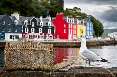 Image of a seagull by houses on the coast