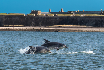 Image of two dolphins on the coast